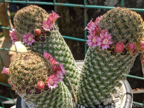Top 10 Beautiful Types Of Cacti With Names And Pictures Florgeous In