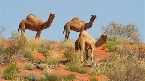10 000 feral camels at risk of being shot as they search for water amid australia s severe drought