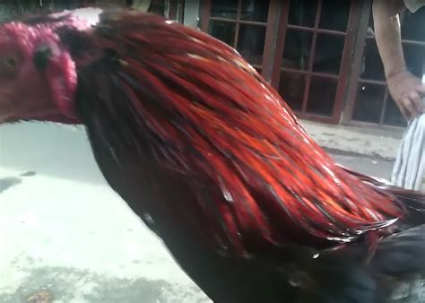 We did not find results for: AYAM BANGKOK JUARA JAKARTA