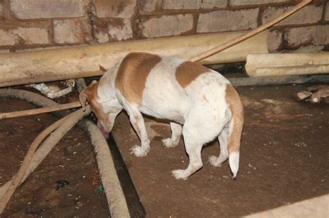 Wetnose Rescued 200 Dogs In Trouble Rekord