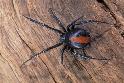 How To Get Rid Of Red Back Spiders Check These 7 Steps Pest Control