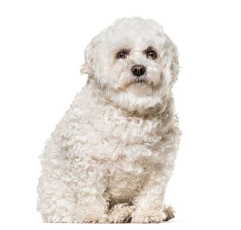Premium Photo Maltese Dog Sitting