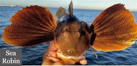 Sea Robin Amazing Fish With Legs And Fins