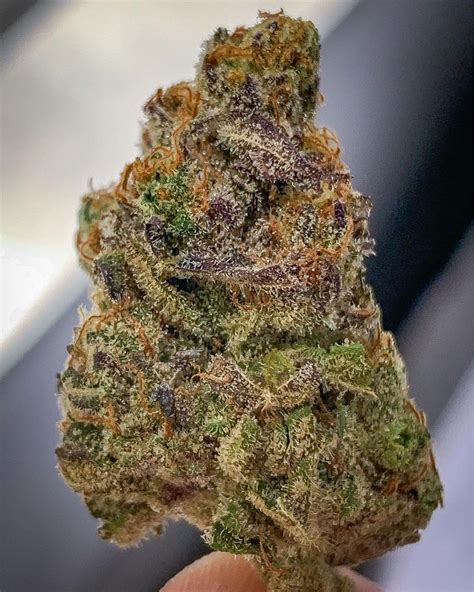 Strain Review 33 Bananas By Kings Garden The Highest Critic
