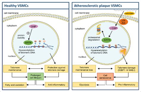 schematic overview of sirt6 sirtuin 6 regulation in vascular smooth download scientific