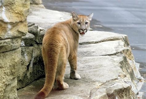 Cougar Sightings Catch Authorities Attention Local News