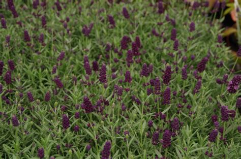 Lavandula Angustifolia Essence Purple Lavendel Bloemenpark Appeltern