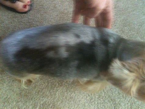 My Silver Yorkies I Have Two Have Developed Patches Of Blackish Red