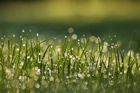 Wallpaper Morning Green Grass Spring Bokeh Dew Waterdrops