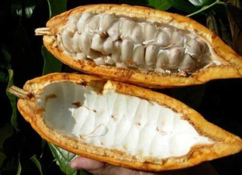 10 Seeds Theobroma Cacao Cocoa Tree Very Rare Ready Plant Etsy