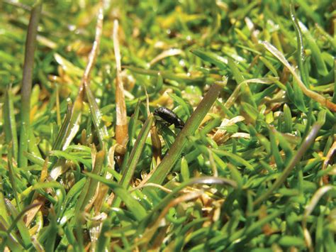 Turf Insects Looking For Bugs In All The Right Places