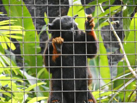 Animal Picture Of Zoo De Martinique Habitation Latouche Le Carbet