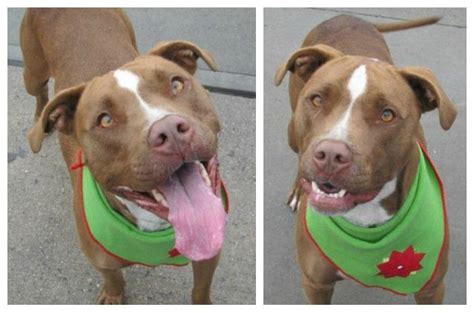 Caleb Is Our Adoptable Dog Of The Week This Friendly Pitbull Mix Is