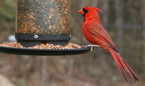 Top 10 Best Bird Feeders For Cardinals Reviewed And Rated In 2023