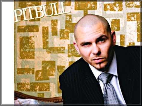 Pitbull Pitbull Rapper Wallpaper 32911117 Fanpop