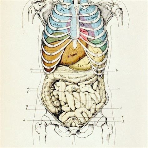 Rib Cage And Organs 1903 Original Anatomy Illustration Human Torso