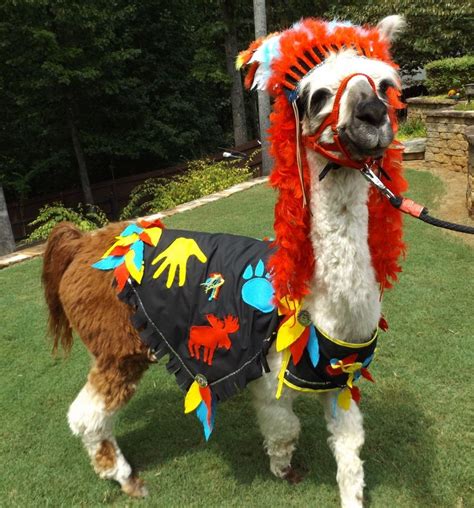 Llama Twist Wearing A Costume That I Made Animal Costumes Funny