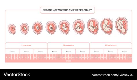 Pregnancy Month Weeks And Trimesters Chart With Vector Image