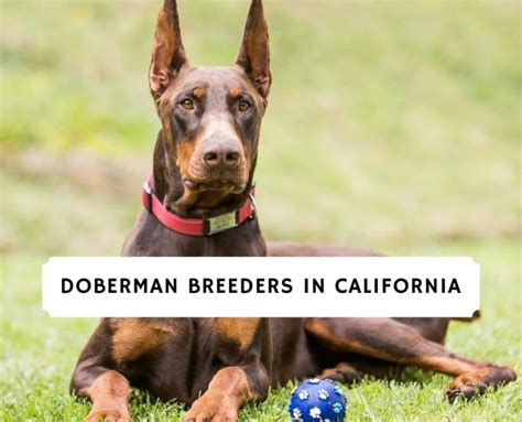 8 Best Doberman Breeders In California 2023 We Love Doodles