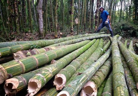 Bamboo Cultivation Becomes Rewarding For Farmers In Tripura India News India Tv