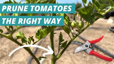 How To Prune Tomato Plants Step By Step Youtube