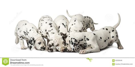 Group Of Dalmatian Puppies Eating Stock Photo Image Of Gourmand Pack