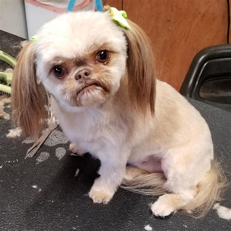 One Of My Grooming Customers Her Name Is Lugnut Shes A Shih Tzu