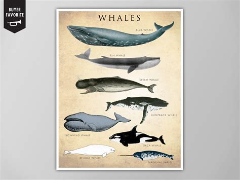 Whale Chart Art Print Whale Species Poster Natural History Etsy Uk
