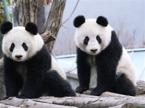 Giant Panda Global Awards Für Tiergarten Schönbrunn Snat
