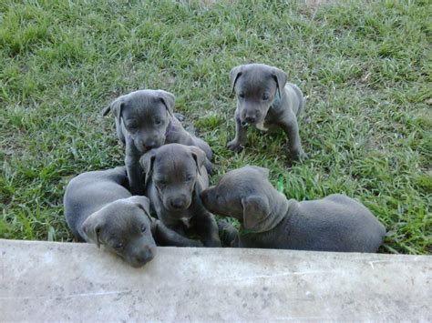 Blue Lacy History Temperament Care Training Feeding And Pictures