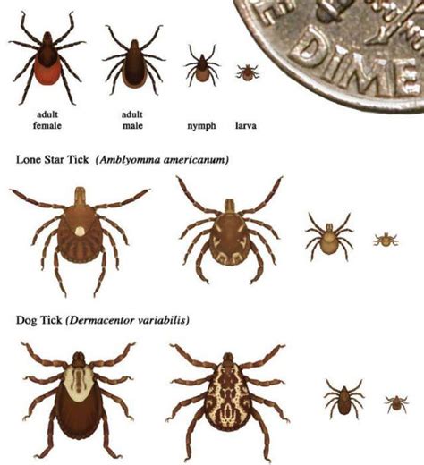 Tick That Can Cause Meat Allergies Found In Kalamazoo County