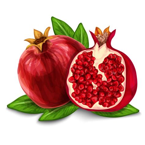 Pomegranate Logo Vector At Collection Of Pomegranate