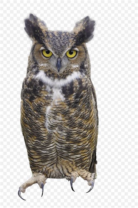 Free Horned Owl Cliparts Download Free Horned Owl Cliparts Png Images
