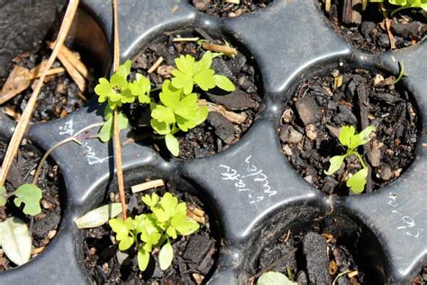 Celery Pod Easy Edible Gardening