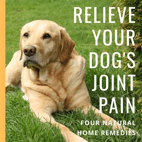 Natural Remedies And Relief For Dogs With Arthritis Joint Pain Hip