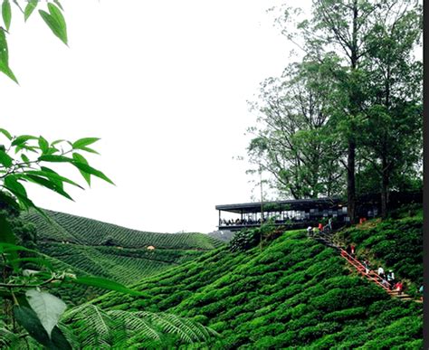Why don't you try malaysia's most popular tea drink? Ladang Teh Boh di Cameron Highland