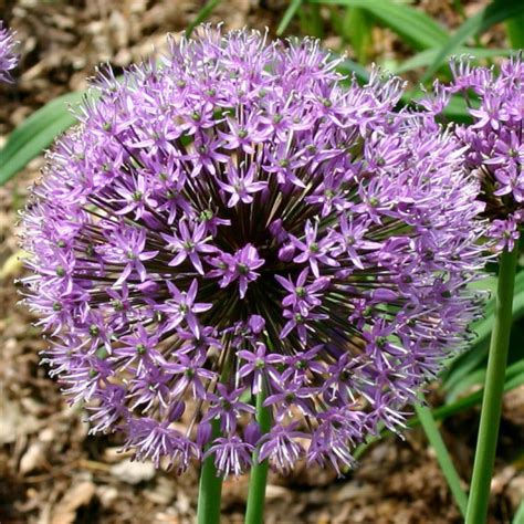 Ail D Ornement Pourpre Vente Allium Aflatunense Purple Sensation