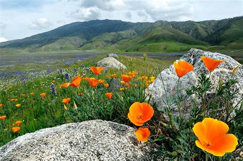 California Poppies In The Springtime Can Make Bakersfield So Beautiful California Wildflowers