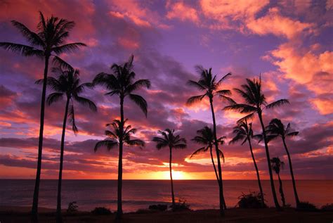Palm Tree Sunset HD Wallpaper | Background Image | 2048x1370 | ID ...