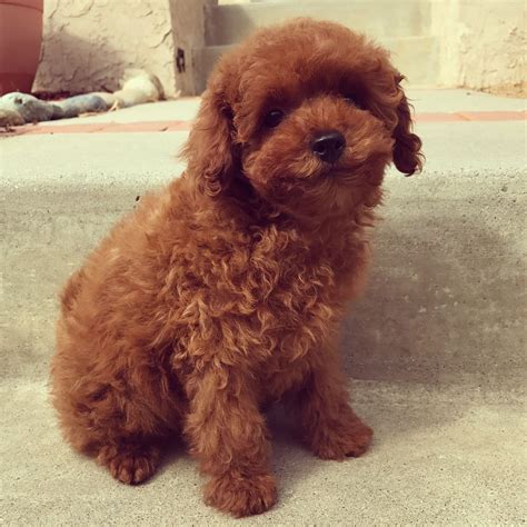 Baby Girl Toy Poodle West Coast Poodles Poodle Puppy Red Poodle