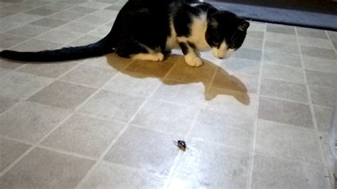 kitten loves playing with a cockroach youtube