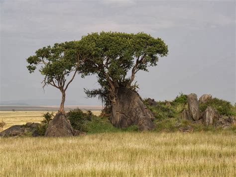 Check Out How Trees Make Serengeti More Attractive Than