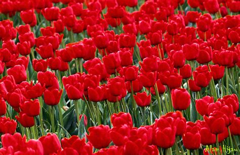 Bunga Tulip Merah Koleksi Foto Alam Mentari