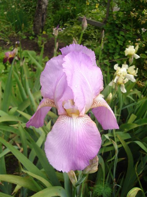 Pink Historic Iris Probably Nina Levett Iris Garden Flower Patch