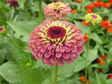 Check spelling or type a new query. Queen red lime zinnia | Zinnias, Annual flowers, Planting ...