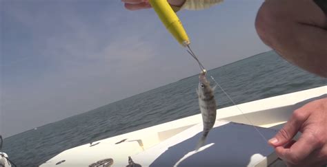 How To Catch Pinfish For Bait Without A Net Or Trap Video Tutorial