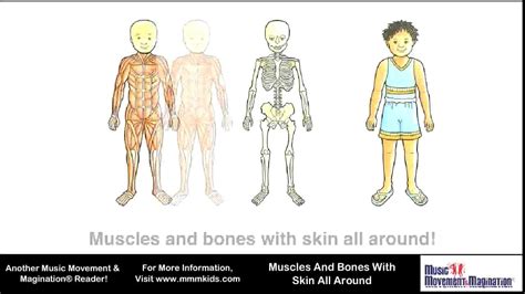 The regions of each bone where muscles attach to the bone grow larger and stronger to support the additional force of the muscle. Muscles and Bones with Skin All Around - YouTube
