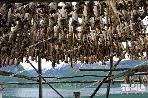 Dried Cod Fish On The Lyngen Fjord Bank County Of Troms Norway