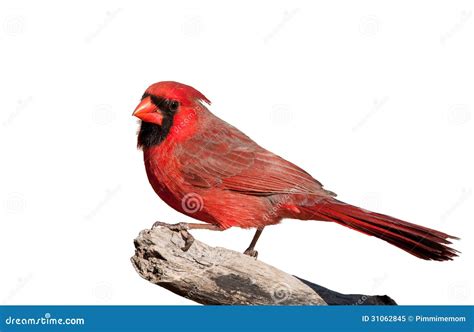 Handsome Bright Red Northern Cardinal Male Isolated On White Stock