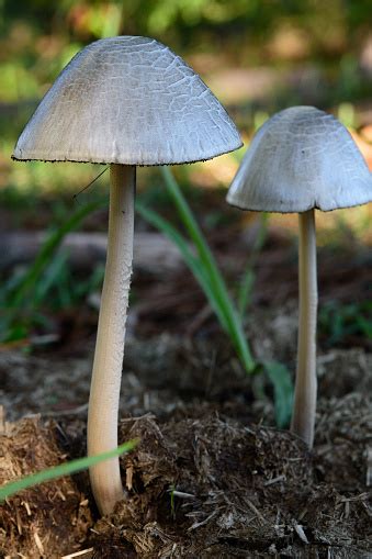 Wild White Mushroom Stock Photo Download Image Now Istock